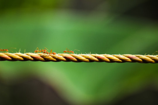 Red fire ants marching on a yellow rope -  super bokeh dark green background - image