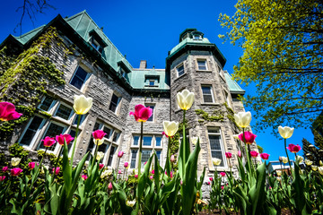 White and pink spring tulip in front of the Saint-Hyacinthe City Hall