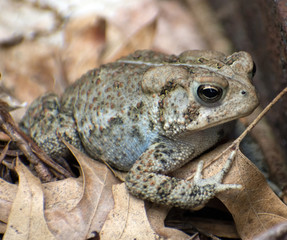 Close up of a toad.
