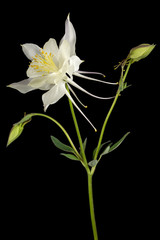 Naklejka na ściany i meble White flower of aquilegia, blossom of catchment closeup, isolated on black background