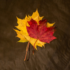 autumn. Falling leaves of different colors. yellow, orange, red leaves