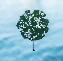 autumn. Falling leaves of different colors. yellow, orange, red leaves