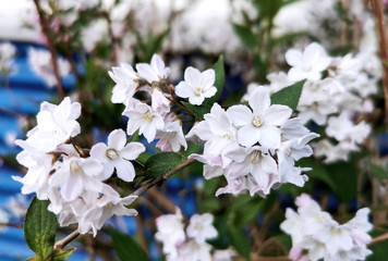 Beautiful spring flowers in bloom. Concept of environment care and ecology. Wonderful natural beauty. Spring coming.