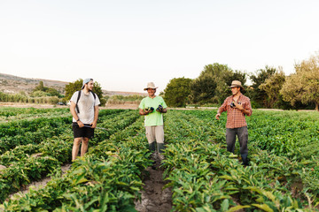 Farmers harvesting in the field