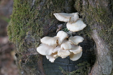 Fototapeta premium mushrooms on a tree in the forest