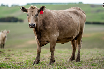 cattle grazing on grass