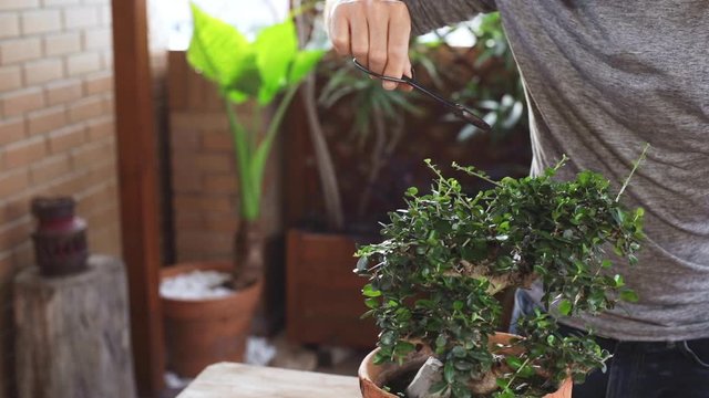 Close-up hands of happy man pruning bonsai. Concept of connection with nature. Focus on bonsai.