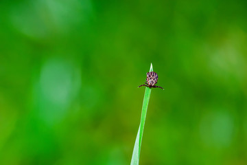Encephalitis Infected Tick Insect on Green Grass. Encephalitis Virus or Lyme Borreliosis Disease Infectious Dermacentor Tick Arachnid Parasite