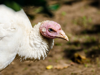 White Turkey Domestic Bird Head Portrait