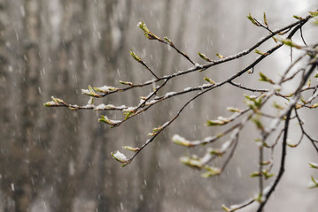 Snow falls on the first green leaves in spring.