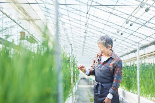 Senior woman checking vegetables quality in greenhouse