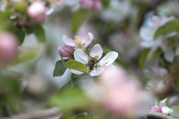 Bee on apple blossom.Honeybee collecting pollen at a pink flower blossom