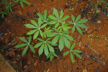 Tapioca tree isolated on nature