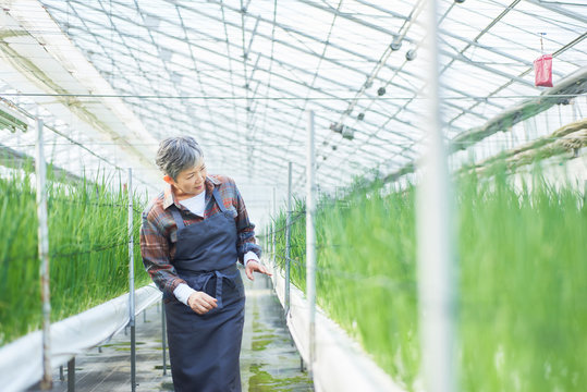 Senior woman checking vegetables quality in greenhouse