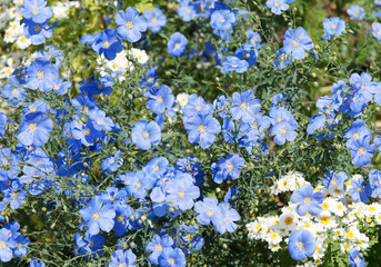 Linum usitatissimum | Gemeiner Lein oder Saat-Lein. Blütenblätter mit hellblauer Farbe und...