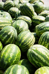 Many big sweet green watermelons