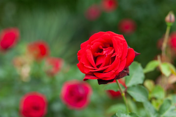 red rose in garden