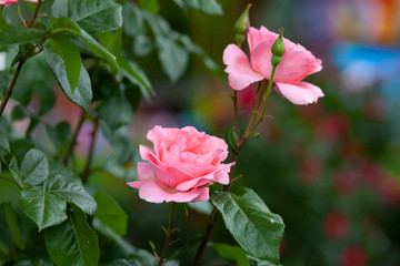 pink rose in garden