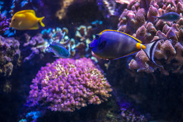 Fototapeta na wymiar Akwarium Gdyńskie, ryby, żółwie, koralowce