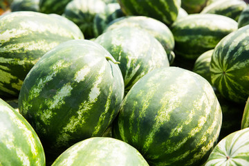 Many big sweet green watermelons