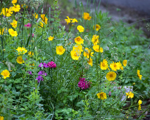 Yellow and purple wildflowers in a field.
