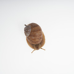 edible snail isolated on white background