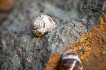 snails in the stone