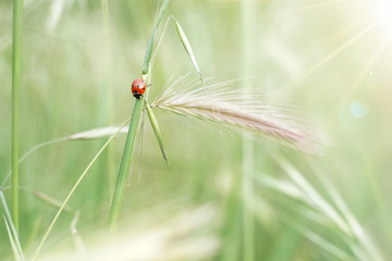 Ladybug on the grass. Ideal for banner.  Flare in the upper right. Warm light.Luck concept                                                                                                           