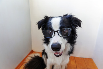 Studio portrait of smiling puppy dog border collie in eyeglasses on white background at home. Little dog gazing in glasses indoor. Back to school. Cool nerd style. Funny pets animals life concept.