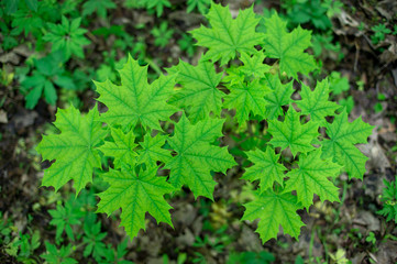 Green maple leaves on a young tree against the background of the forest canopy. Natural background