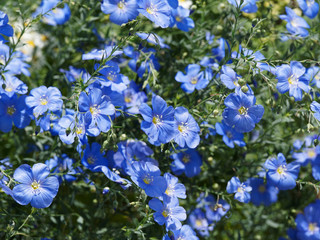 (Linum usitatissimum) Gemeiner Lein oder Saat-Lein mit einem blauen Blütenmeer