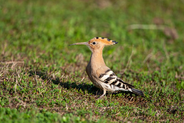 Eurasian Hoopoe (Upupa epops) bird in the natural habitat.