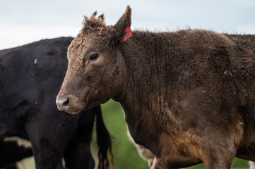 cattle grazing on grass