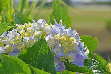 アジサイの花　鹿児島県　出水市