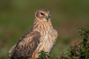 Hen Harrier (Circus cyaneus) bird in the natural habitat.