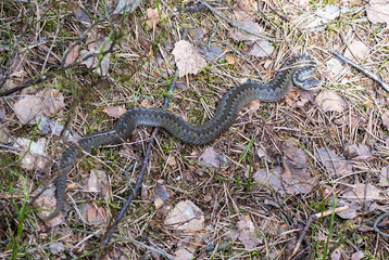 A Viper crawls on the ground in the forest.