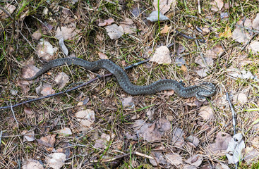 A Viper crawls on the ground in the forest.