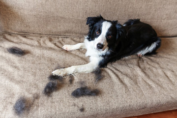 Funny portrait of cute puppy dog border collie with fur in moulting lying down on couch. Furry little dog and wool in annual spring or autumn molt at home indoor. Pet hygiene allergy grooming concept.