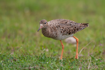 Ruff (Philomachus pugnax) bird in the natural habitat.