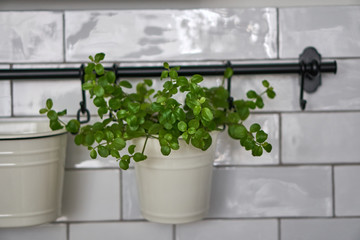 Indoor green plants in white pots in a stylish apartment.Flower arrangement. Dried flowers and cacti. Comfort and decor with flowers.