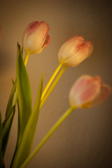 red and yellow tulips
