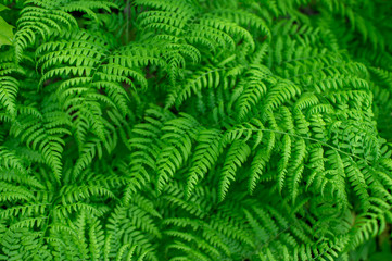 Fototapeta na wymiar Green background of ferns with uniform lighting. Natural background