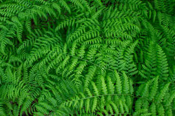 Green background of ferns with uniform lighting. Natural background