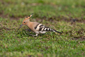 Eurasian Hoopoe (Upupa epops) bird in the natural habitat.