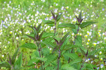 Nettle Bush with bright green leaves with a brown tint in spring against the background of a flowering meadow.