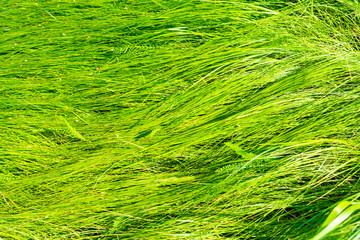 Lush green grass in the meadow with brown spikelets and seeds. Green grass background.