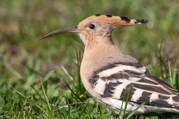 Eurasian Hoopoe (Upupa epops) bird in the natural habitat.
