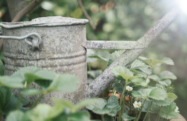 close up of an old metal watering can, classic rustic scene, vintage color grading, optical flare at the top right                               