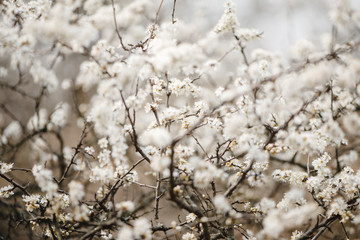 Branches of a tree with flowers 
photographed in the spring.
