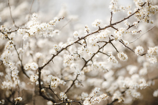Branches of a tree with flowers 
photographed in the spring.